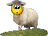 Confused Sheep